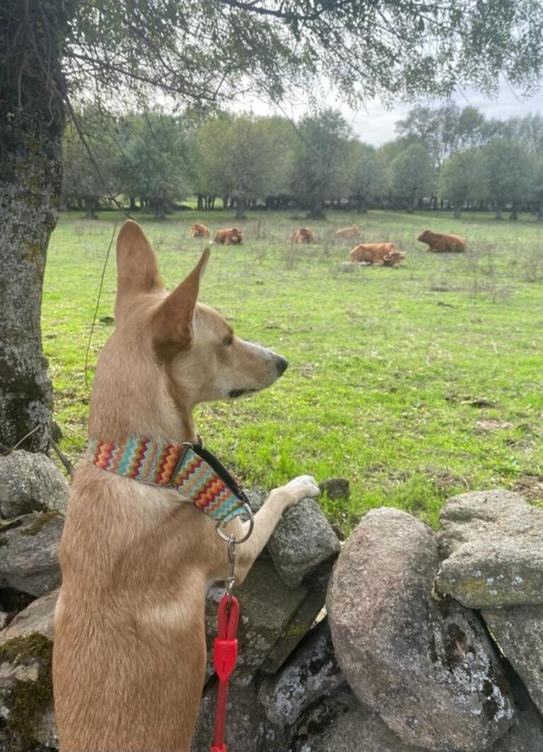 multimedia-foto81069-688-1