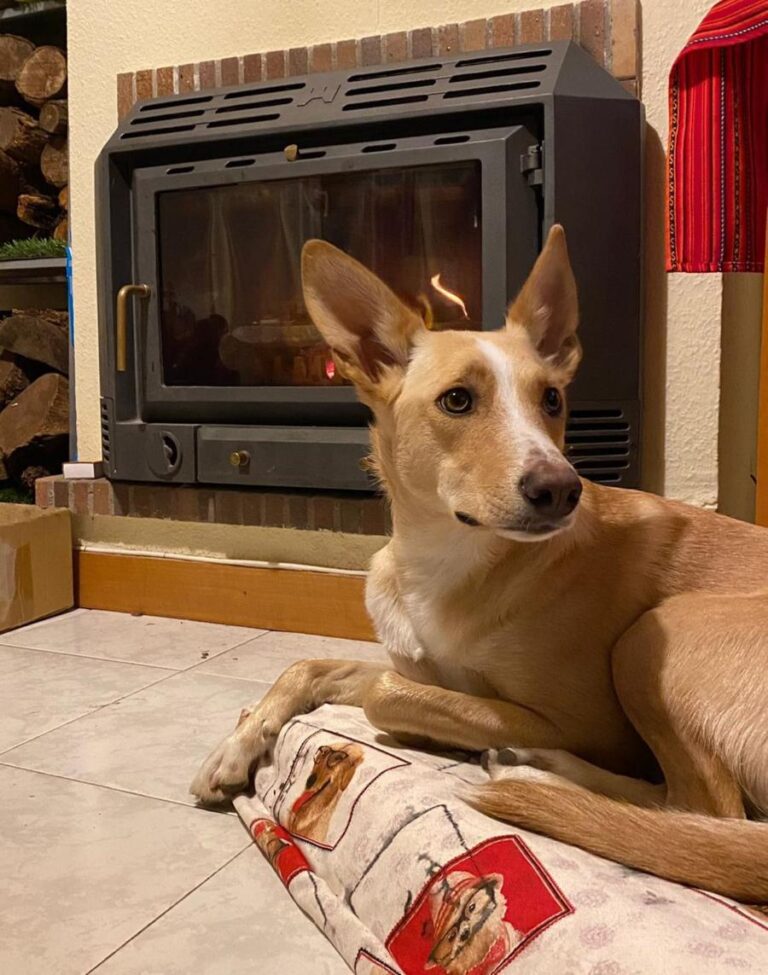 multimedia-foto81070-688-1