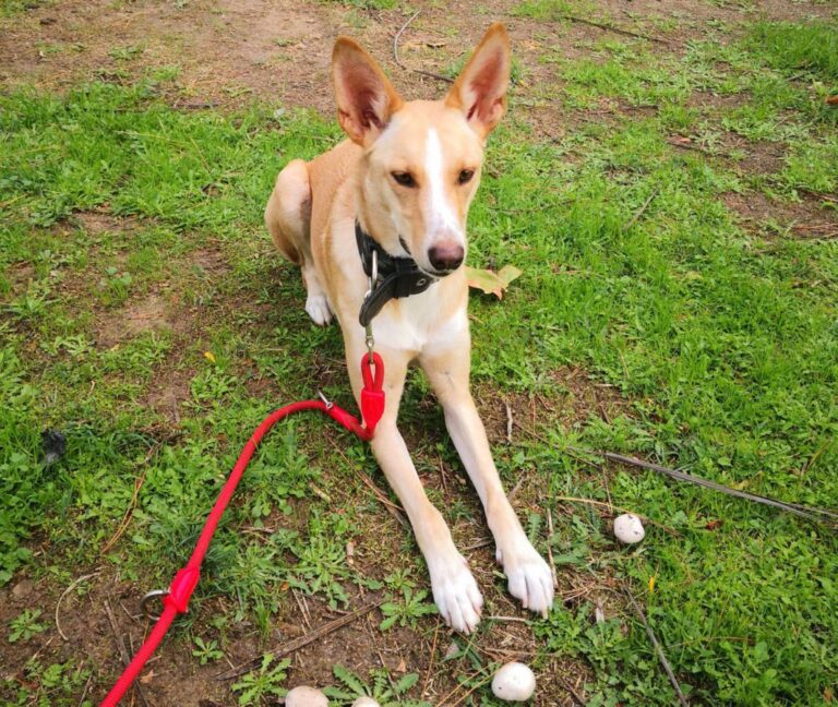 multimedia-foto81071-688-1