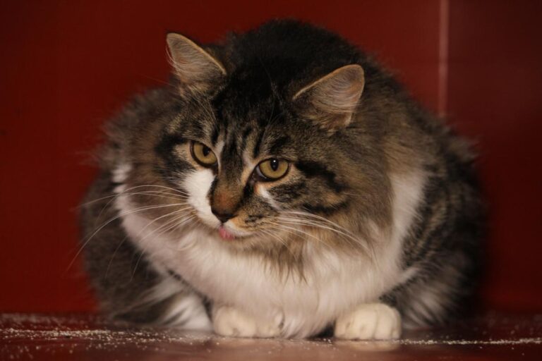 multimedia-foto81086-444-1