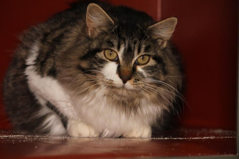 multimedia-foto81087-444-1