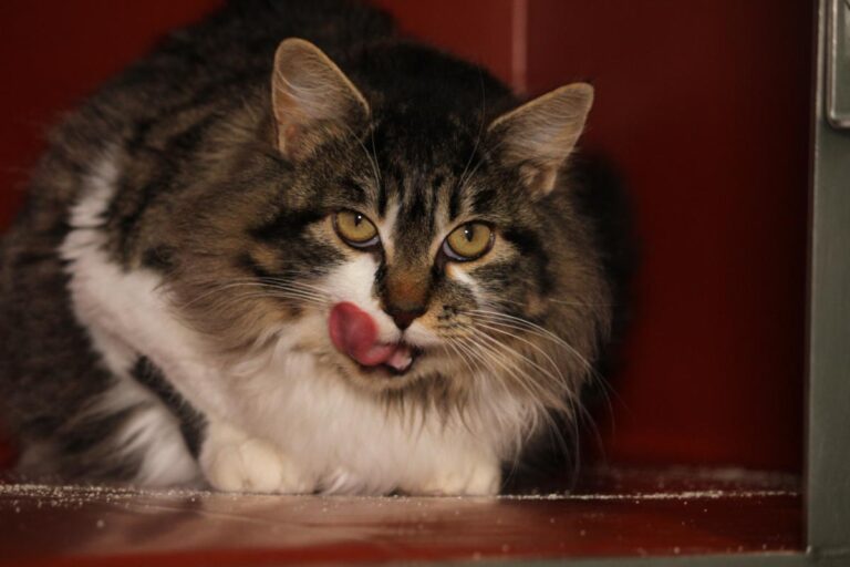 multimedia-foto81088-444-1