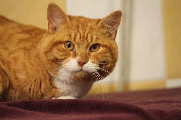 multimedia-foto81090-518-1