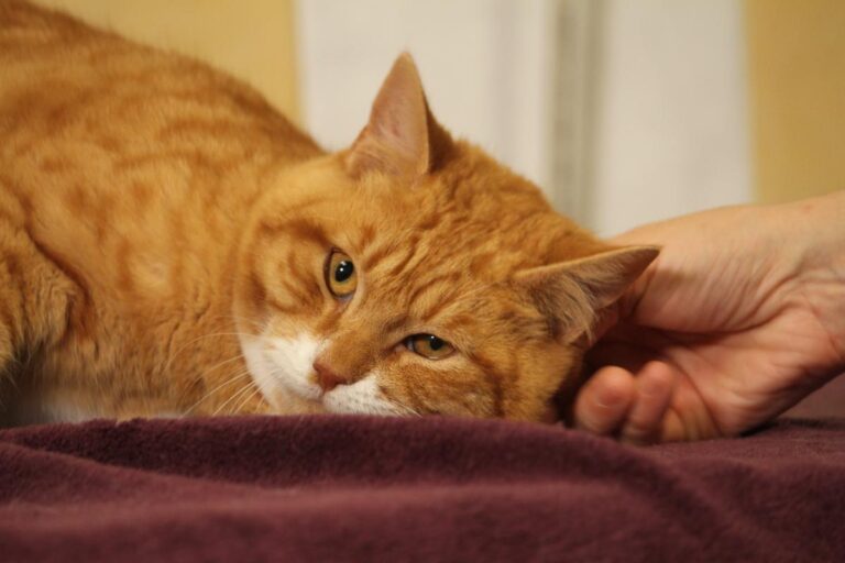 multimedia-foto81091-519-1