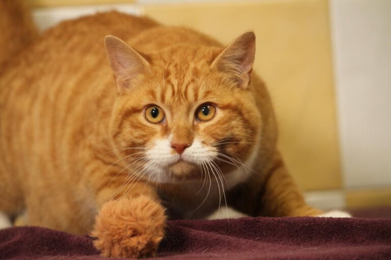 multimedia-foto81092-519-1