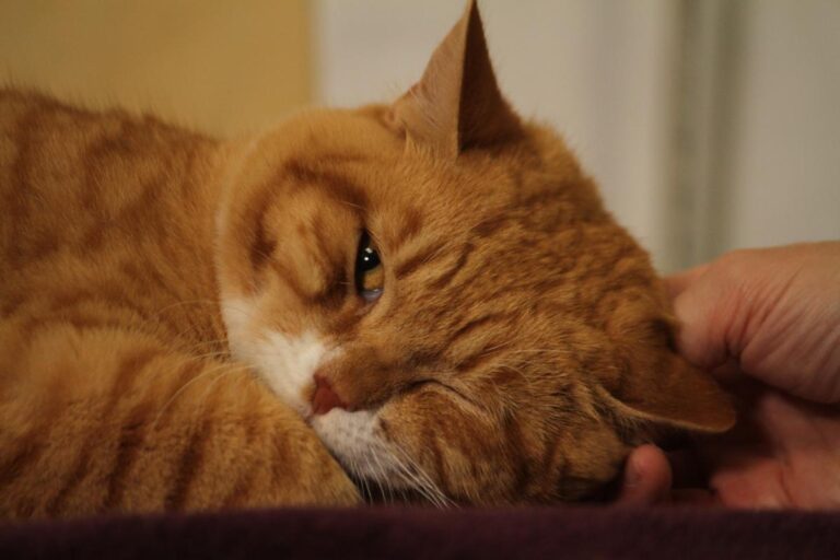 multimedia-foto81093-519-1