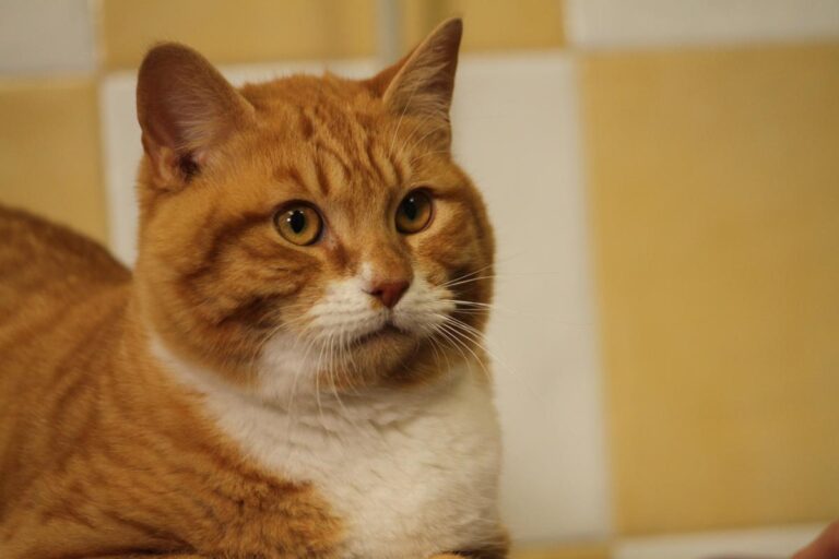 multimedia-foto81094-519-1