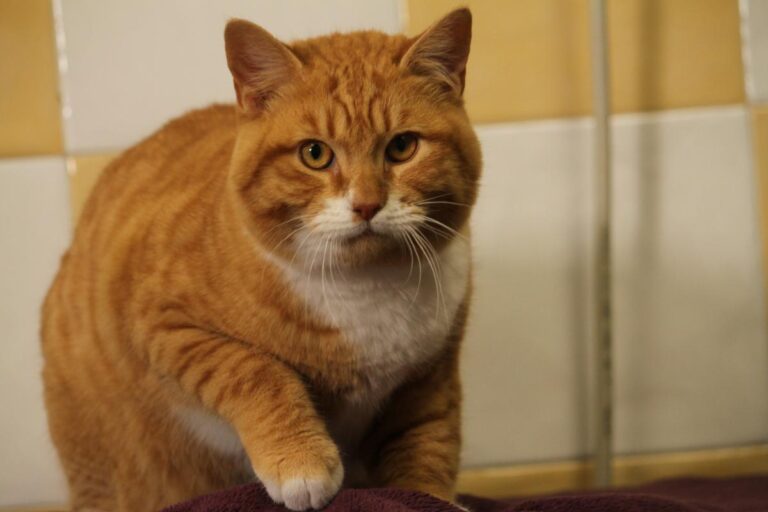 multimedia-foto81095-519-1