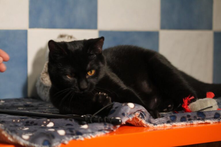 multimedia-foto81111-243-1