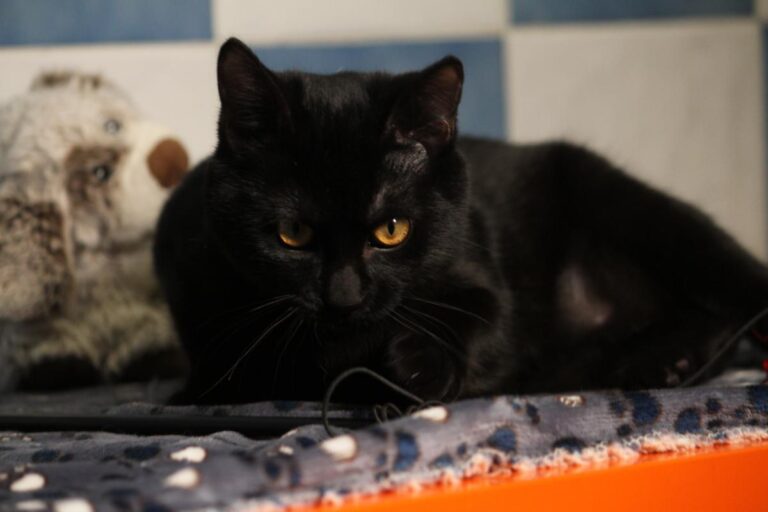 multimedia-foto81113-243-1