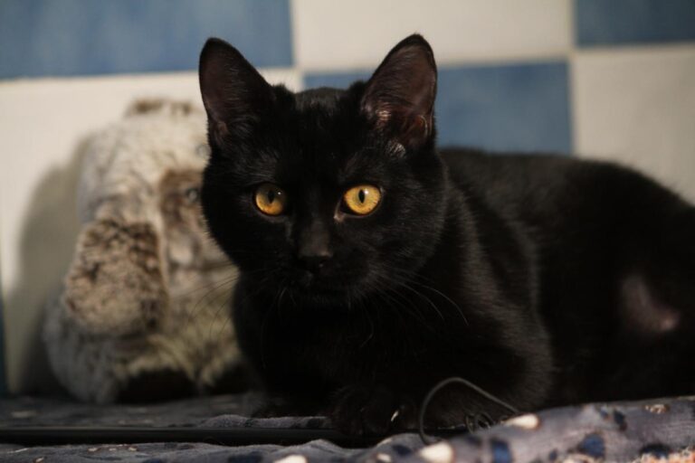 multimedia-foto81114-243-1