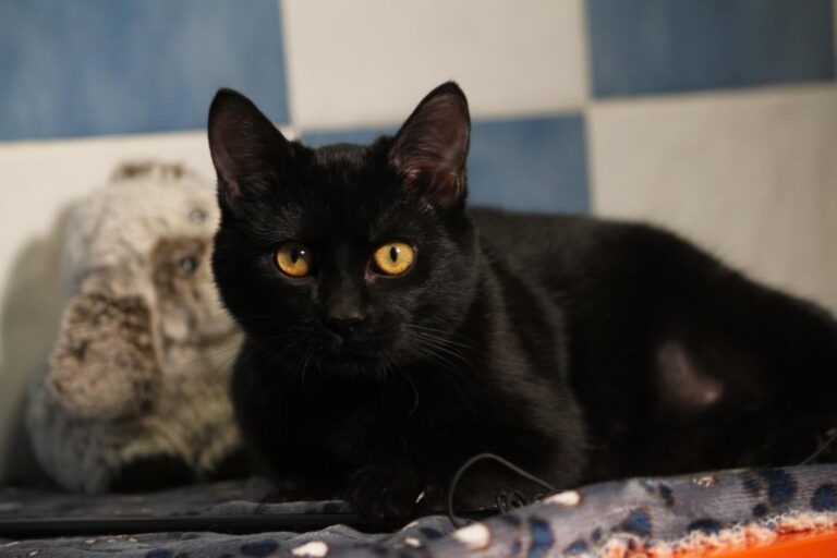 multimedia-foto81115-244-1