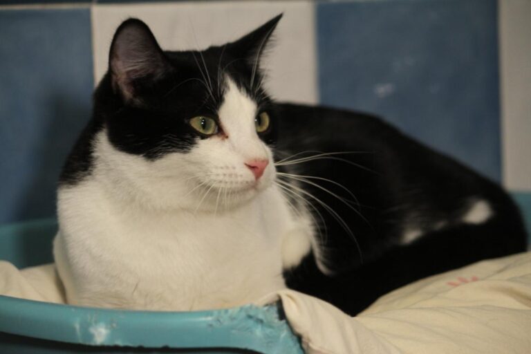 multimedia-foto81116-315-1