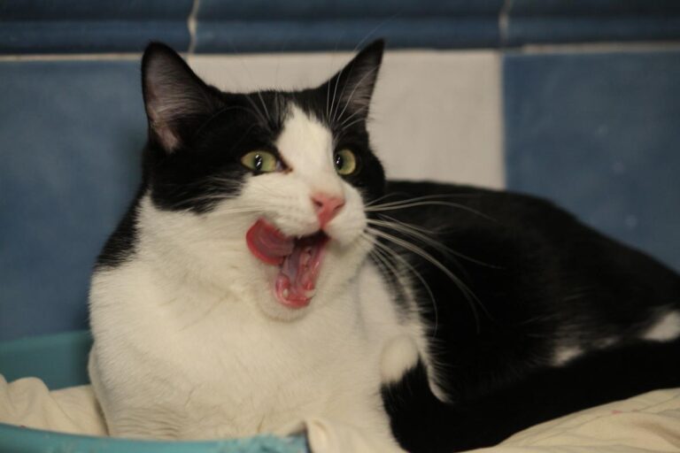 multimedia-foto81118-315-1