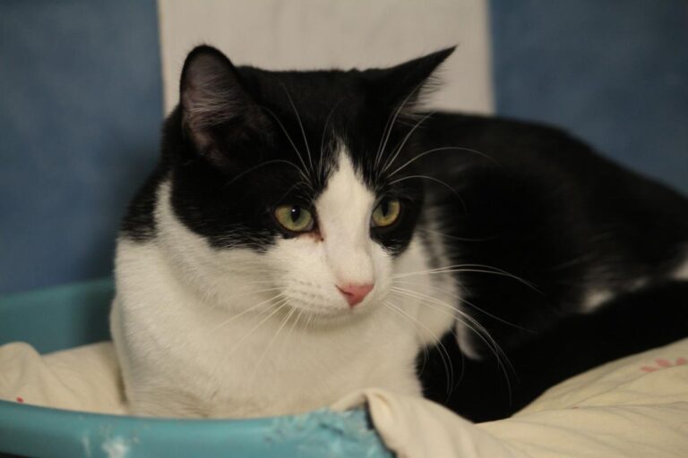 multimedia-foto81119-315-1