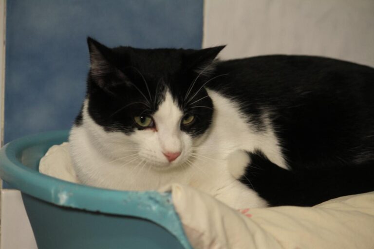 multimedia-foto81121-315-1