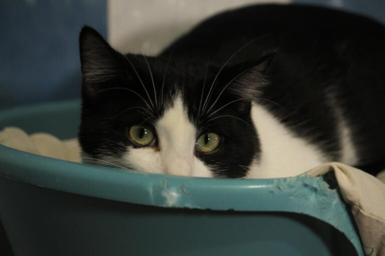 multimedia-foto81122-316-1