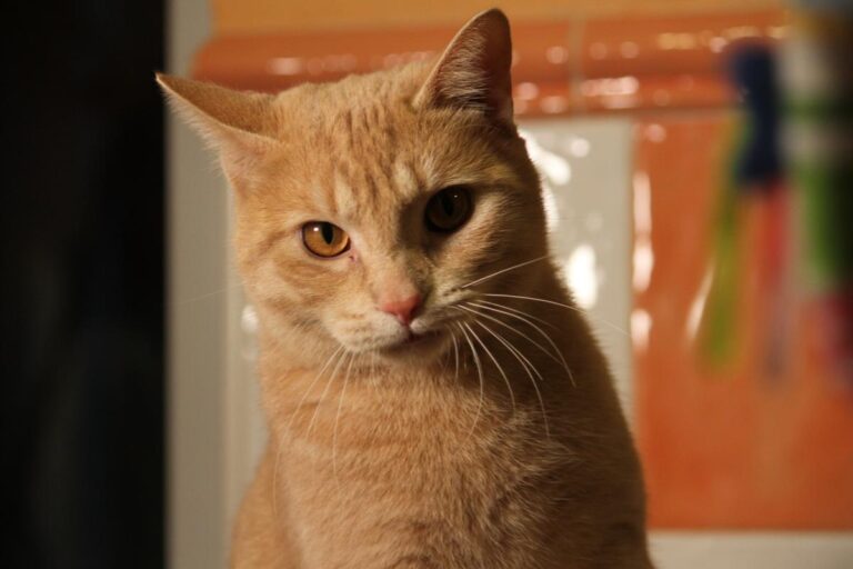 multimedia-foto81129-356-1