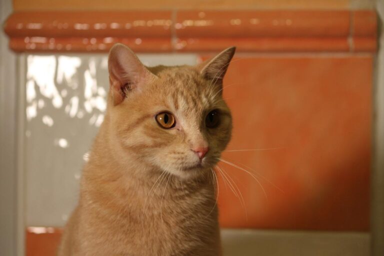 multimedia-foto81130-356-1