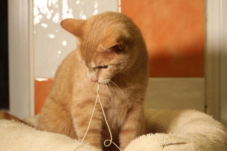 multimedia-foto81131-356-1