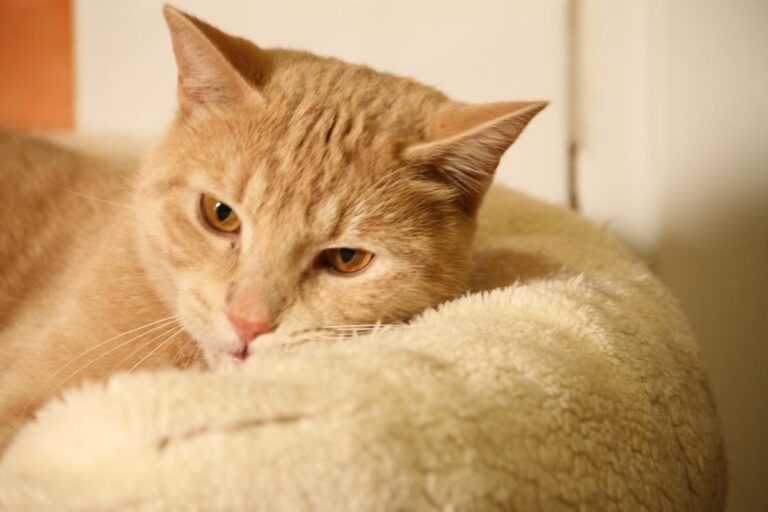 multimedia-foto81132-357-1