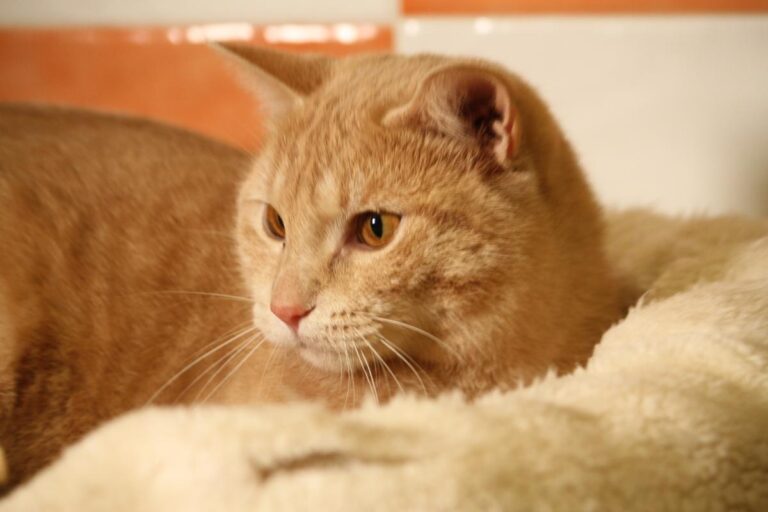 multimedia-foto81134-357-1