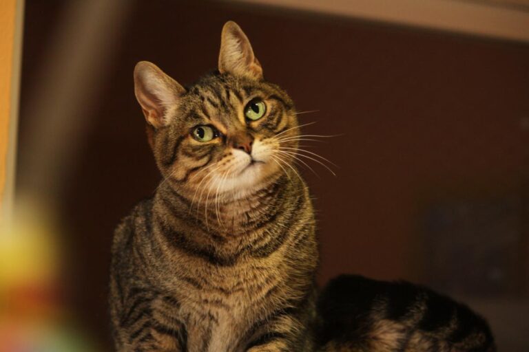 multimedia-foto81145-849-1