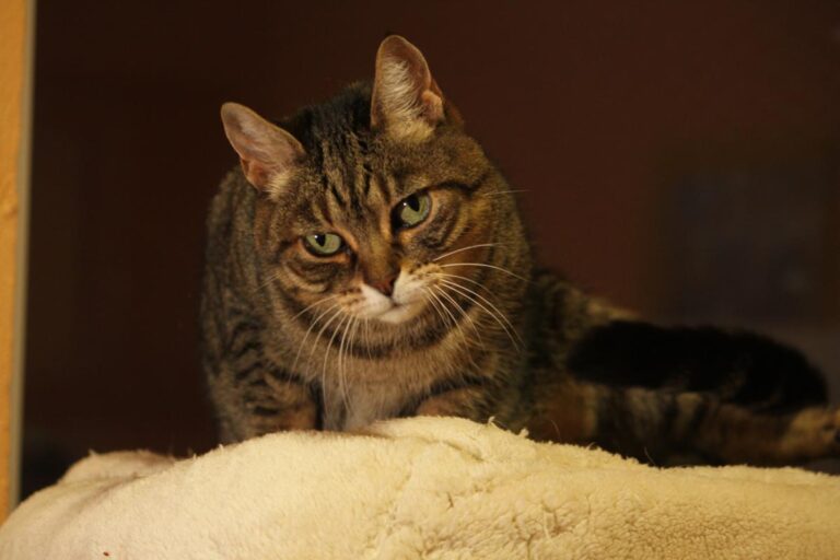 multimedia-foto81146-849-1