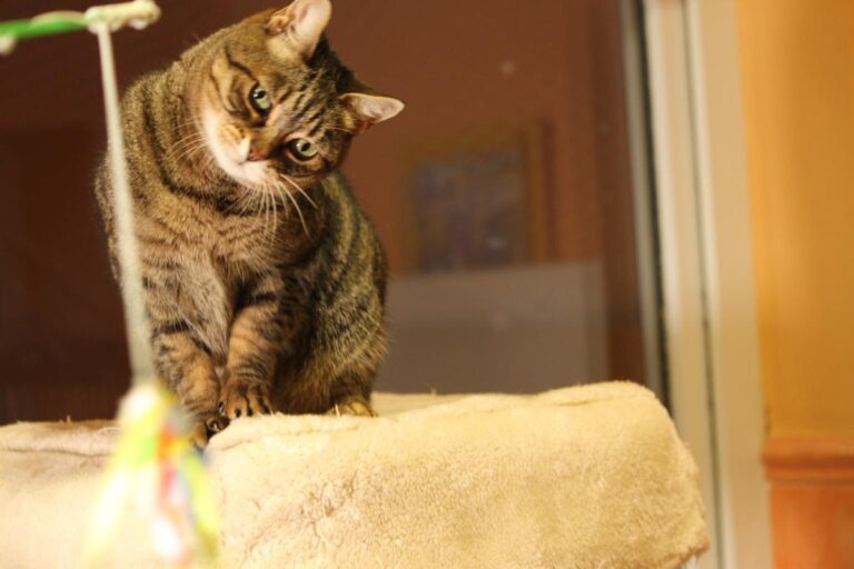 multimedia-foto81147-849-1