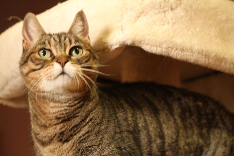 multimedia-foto81148-850-1