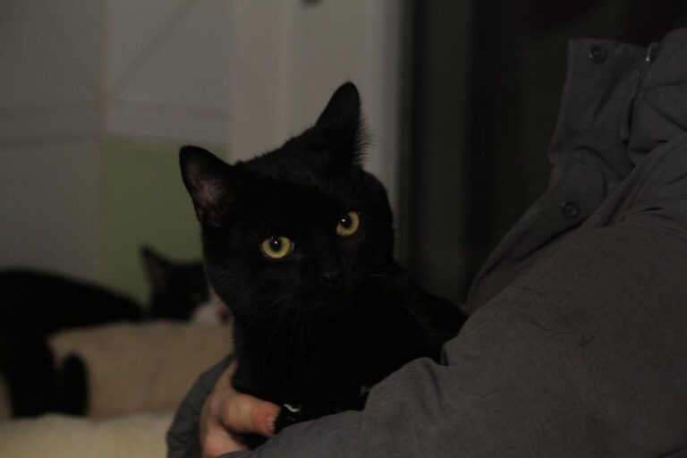 multimedia-foto81149-952-1