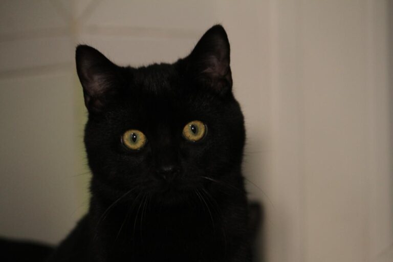 multimedia-foto81150-952-1