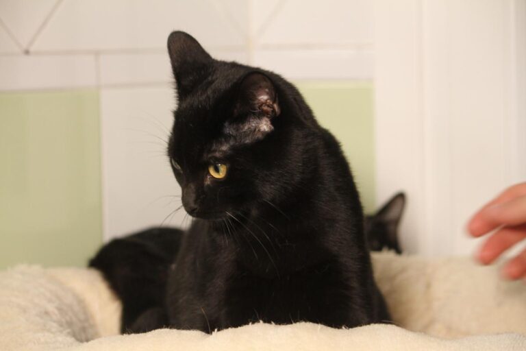 multimedia-foto81151-952-1