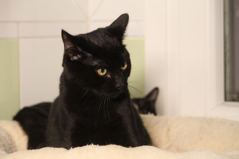 multimedia-foto81152-952-1