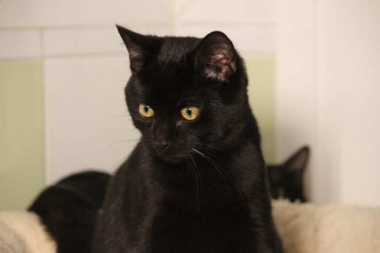 multimedia-foto81153-952-1