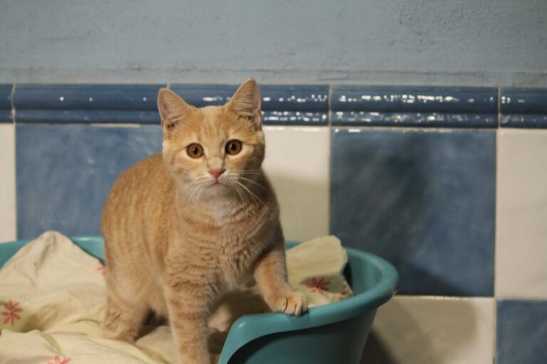 multimedia-foto81154-87-1