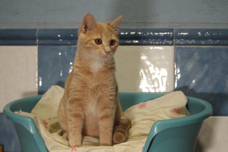 multimedia-foto81155-87-1