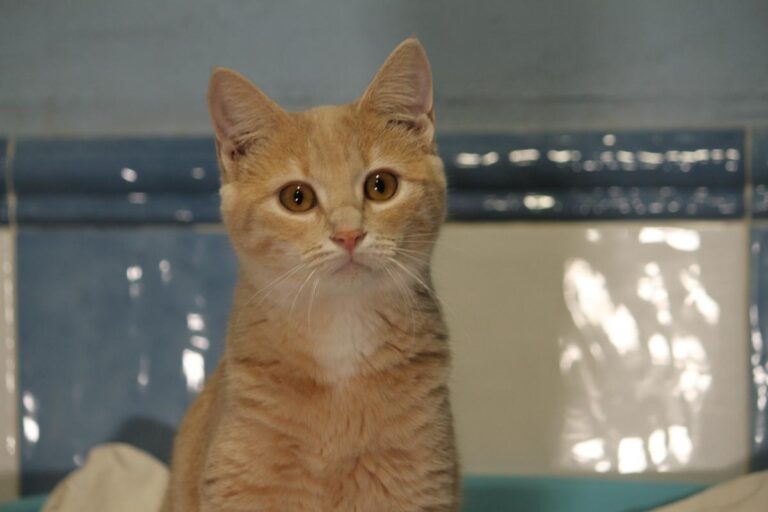 multimedia-foto81156-87-1