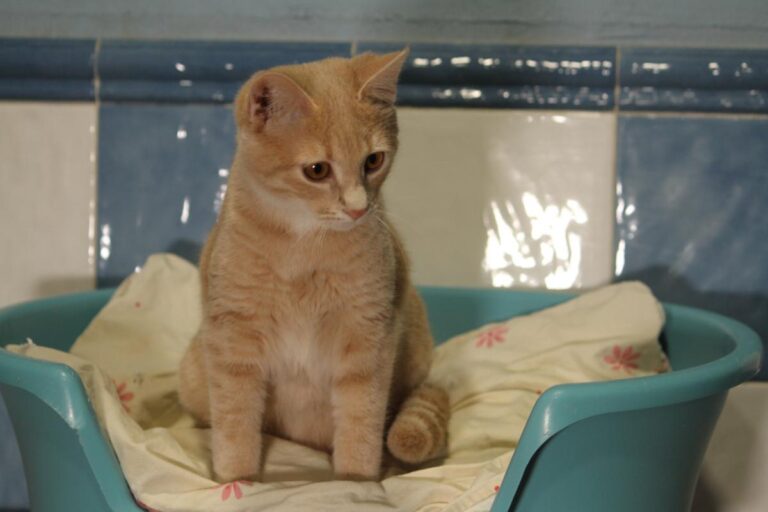 multimedia-foto81157-87-1