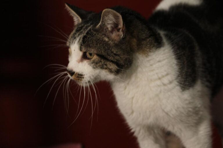 multimedia-foto81160-229-1