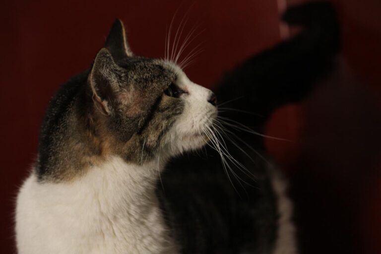 multimedia-foto81162-229-1