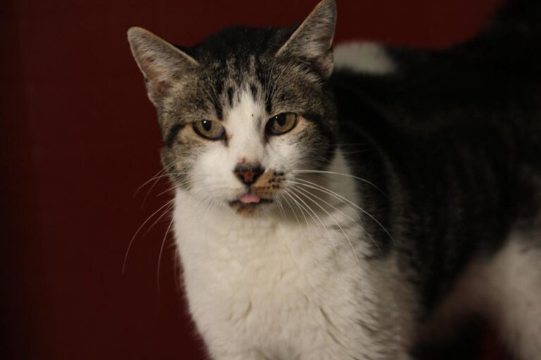 multimedia-foto81163-229-1