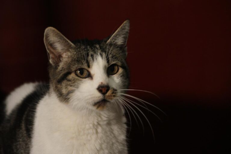 multimedia-foto81165-285-1