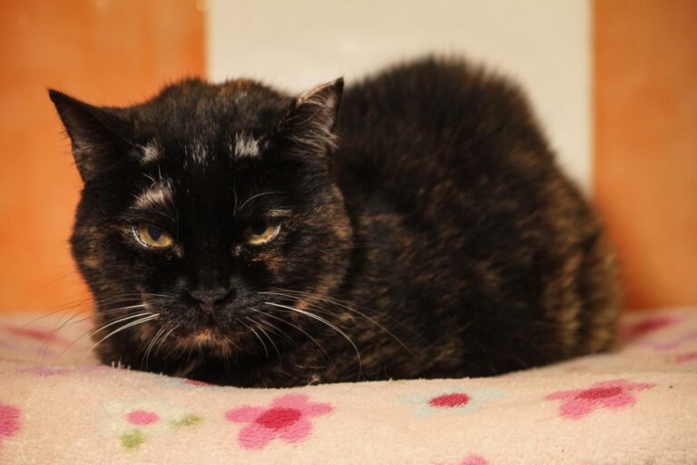 multimedia-foto81166-397-1