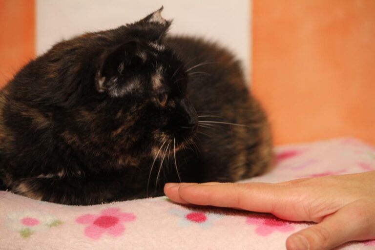 multimedia-foto81167-397-1