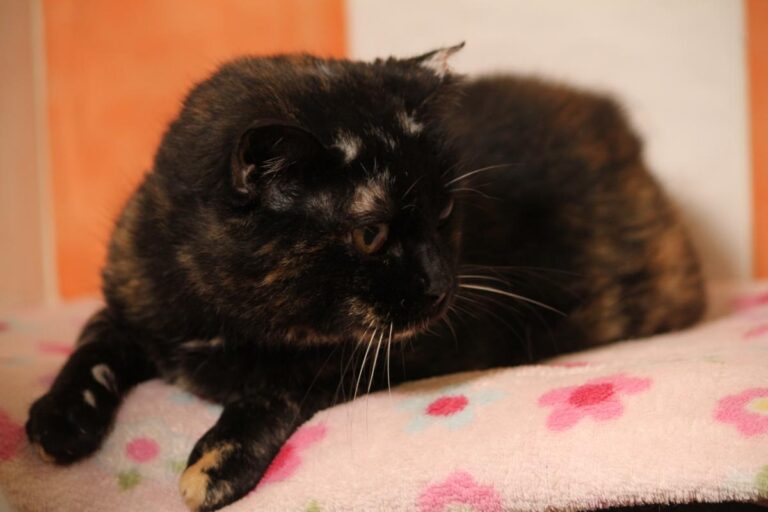 multimedia-foto81168-398-1