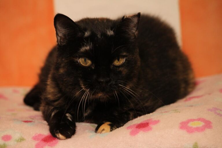 multimedia-foto81169-398-1