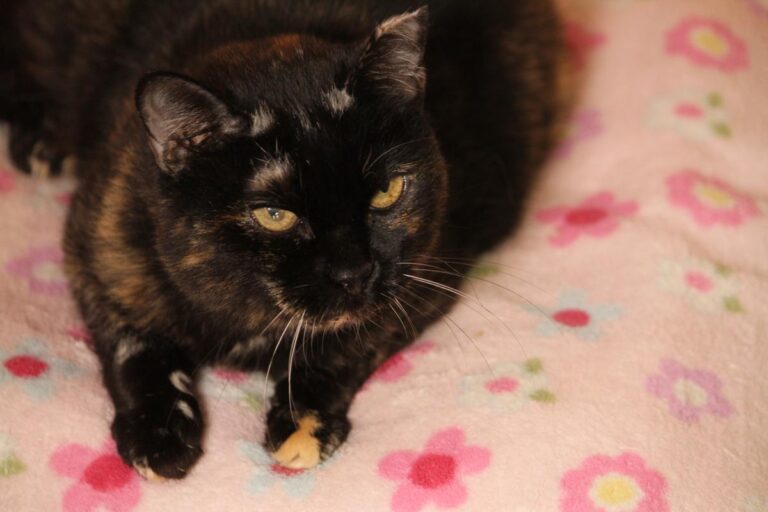 multimedia-foto81170-398-1