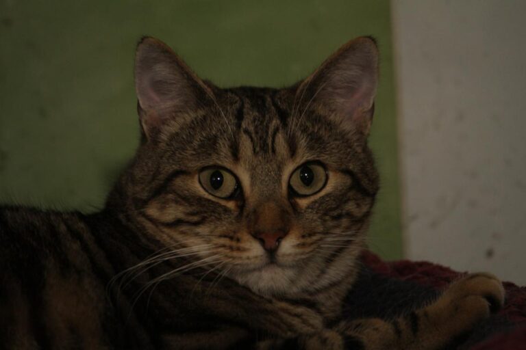 multimedia-foto81183-561-1