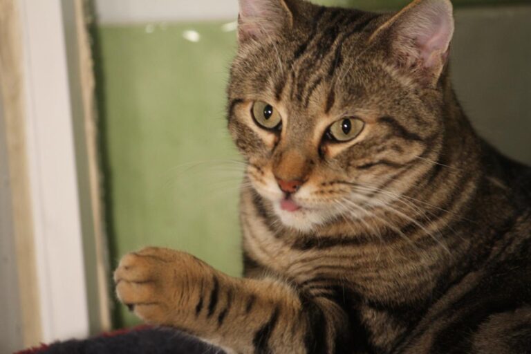 multimedia-foto81184-561-1